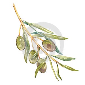 Watercolor realistic illustration of black and green olives branch isolated on white background. Design for olive oil