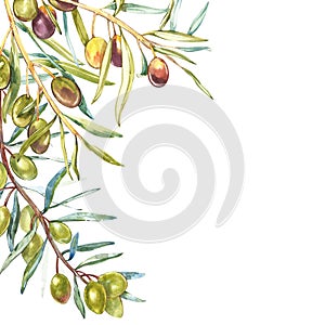 Watercolor realistic illustration of black and green olives branch isolated on white background. Design for olive oil