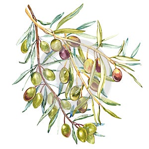 Acuarela realista ilustraciones de negro a verde olivos rama aislado sobre fondo blanco. diseno aceituna aceite 