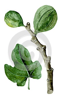 Watercolor realistic illustration of fig or ficus carica branch and leave