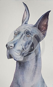 Watercolor realistic illustration of a gray dog`s head isolated on a white background.