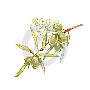 Watercolor realistic illustration of green olives branch and flowers isolated on white background. Design for olive oil