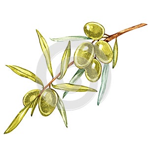 Watercolor realistic illustration of green olives branch isolated on white background. Design for olive oil, natural