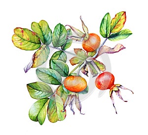 Watercolor realistic illustration of the rosehip plant branch wi