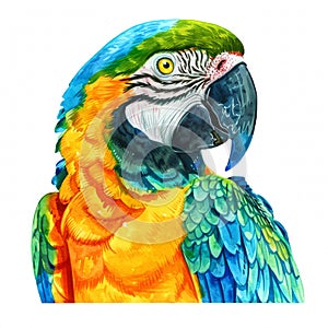 Watercolor realistic macaw parrot, Ara, ararauna face on a white background. Print for postcard, mug, baseball cap, notepad,