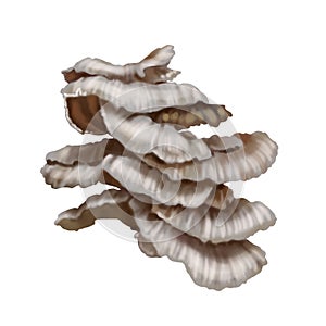 Watercolor realistic mushrooms. Mushrooms growing on trees. Pleurotus ostreatus, the oyster mushroom, oyster fungus, or