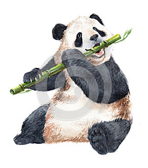 Watercolor realistic panda baby animal isolated photo