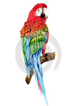 Watercolor realistic red parrot tropical bird animal isolated