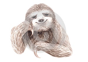 Watercolor realistic sloth