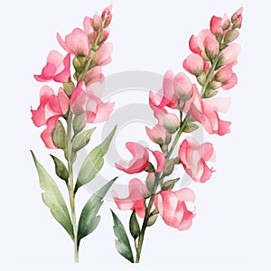 Watercolor Realistic Snapdragon: Minimalist Brushwork Floral Illustration