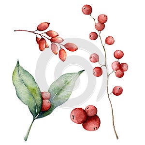 Watercolor red berries set. Hand painted winter plants with leaves, branches and berries isolated on white background