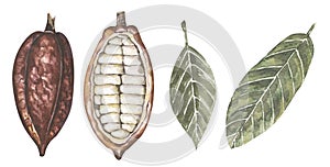 Watercolor Red Cacao pod and leaves illustration set, cocoa beans clipart, chocolate