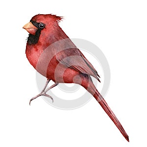 Watercolor red cardinal. Hand painted greeting card with bird isolated on white background. Christmas illustration for