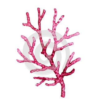 Watercolor red coral. Transparent sea plant isolated on white. Realistic scientific illustration. Hand painted