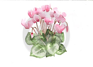 The watercolor of the red cyclamens. photo