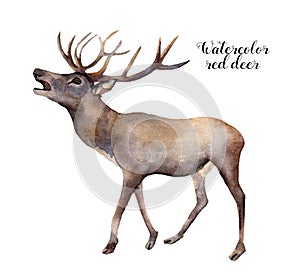 Watercolor red deer. Hand painted wild animal illustration isolated on white background. Christmas nature print for