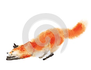 Watercolor red fluffy fox in motion on white.