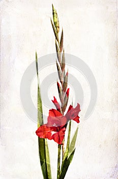 Watercolor red gladiolus