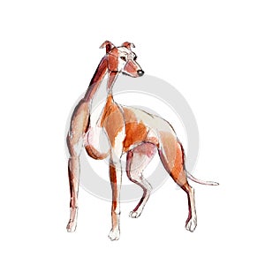 Watercolor Red greyhound isolated on white background, illustration.