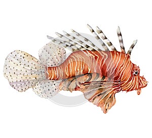 Watercolor red lionfish. Coral reef fish isolated on white background. Underwater nautical illustration for design