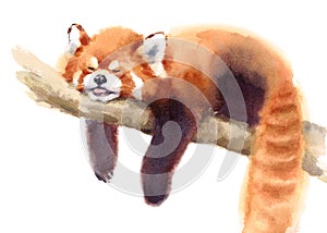 Watercolor Red Panda Sleeping on the Branch Hand Drawn Animal Illustration isolated on white background