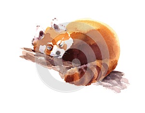 Watercolor Red Panda Sleeping on the Branch Hand Drawn Animal Illustration on white background