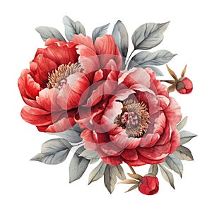 Watercolor red peonies on white background.Elements for floral design