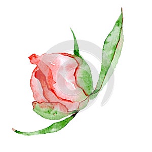 Watercolor red peony flower Hand drawn illustration