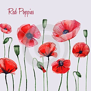 Watercolor red poppies