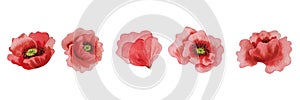 Watercolor red poppies handdrawn clipart