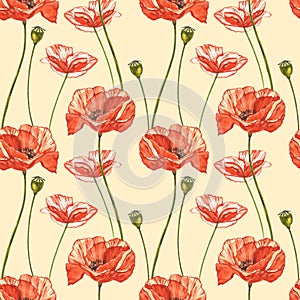 Watercolor red poppies. Seamless patterns. Wild flower set isolated on white. Botanical watercolor illustration, red