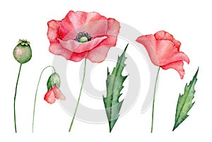 Watercolor red poppies set, hand drawn floral illustration, red wildflowers isolated on a white background.