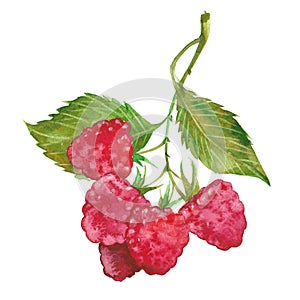 Watercolor red raspberry