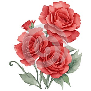 watercolor red rose bouquet, rose flower 