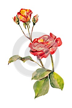 Watercolor Red rose with a bud. Hand painted flowers on a white background.