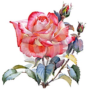 Watercolor red rose realistic flower. Floral botanical flower. Isolated illustration element.