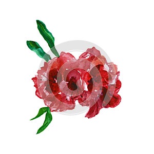 Watercolor red roses ,isolated on white background. Colorful deep red english garden flowers photo