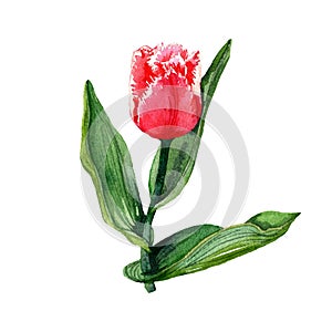 Watercolor red terry tulip. The flower is isolated on a white background.