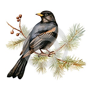 Watercolor Red winged Blackbird sitting on the pine tree. Illustration on a white background