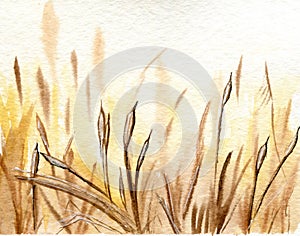 Watercolor reed field in yellow and ocher colors photo