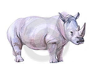 Watercolor  rhinoceros animal