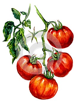 Watercolor Ripe Red Tomatoes