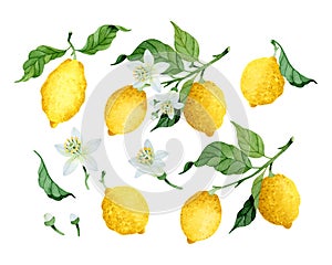 Watercolor ripen lemons, leaves and flowers isolated elements set