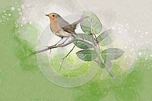 Watercolor robin redbreast. Hand painted bird isolated on white background. Wildlife illustration for design, print, fabric or