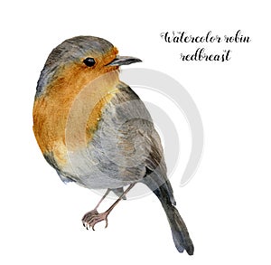 Watercolor robin redbreast. Hand painted illustration with bird isolated on white background. Nature print for design.