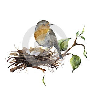 Watercolor robin sitting on nest with eggs. Hand painted illustration with bird and branch of wood isolated on white