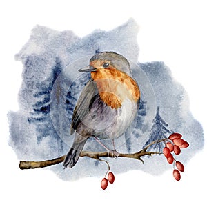 Watercolor robin sitting on tree branch in forest. Hand painted winter illustration with bird and dog rose berrie