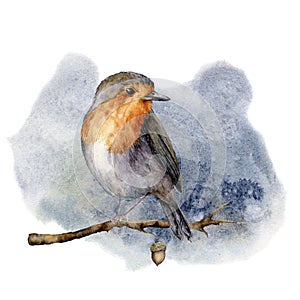 Watercolor robin sitting on tree branch. Hand painted winter illustration with bird and acorn isolated on whit