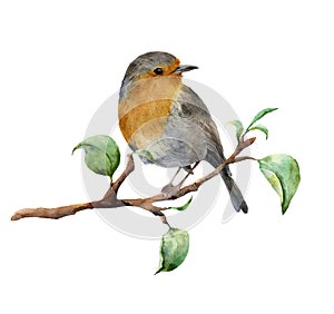 Watercolor robin sitting on tree branch with leaves. Hand painted spring illustration with bird isolated on white