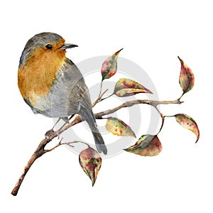 Watercolor robin sitting on tree branch with red and yellow leaves. Autumn illustration with bird and fall leaves photo